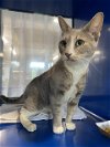 adoptable Cat in , MD named LUNA