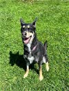 adoptable Dog in westminster, MD named BELLA