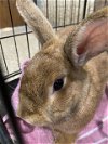 adoptable Rabbit in westminster, MD named BARKLEY