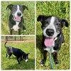 adoptable Dog in westminster, MD named BISCUIT