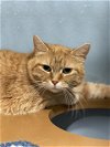 adoptable Cat in , MD named ALLY