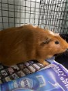 adoptable Guinea Pig in westminster, MD named AZURE