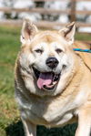 adoptable Dog in Westminster, MD named ROXY