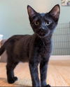 adoptable Cat in , MD named MIRA