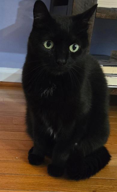 adoptable Cat in Westminster, MD named STARR