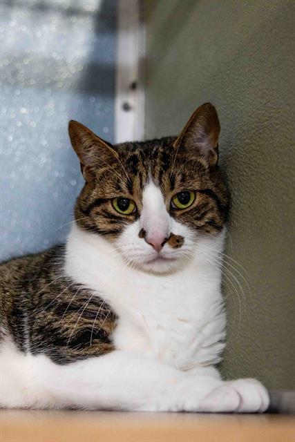 adoptable Cat in Westminster, MD named LEON