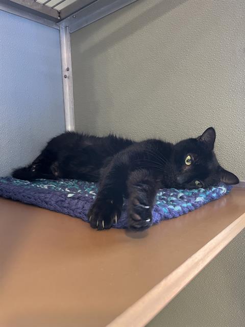 adoptable Cat in Westminster, MD named LEONARDO