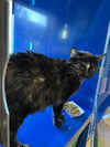 adoptable Cat in Westminster, MD named KITCAT