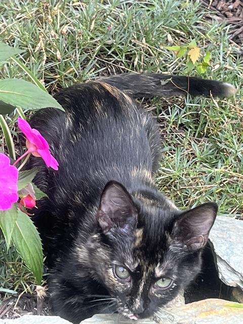 adoptable Cat in Westminster, MD named ADELE