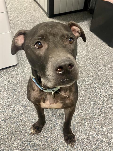 adoptable Dog in Westminster, MD named NEPTUNE