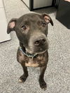 adoptable Dog in Westminster, MD named NEPTUNE