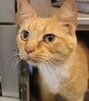 adoptable Cat in , MD named VIERA