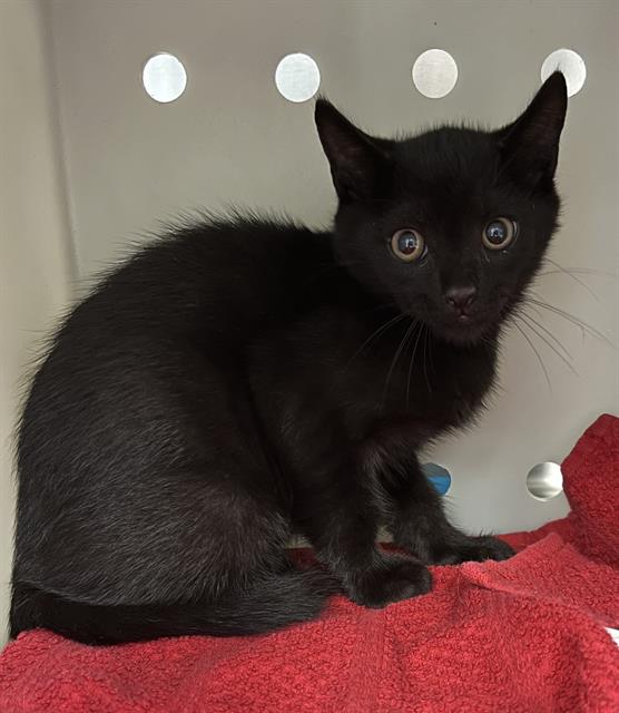 adoptable Cat in Westminster, MD named GARY