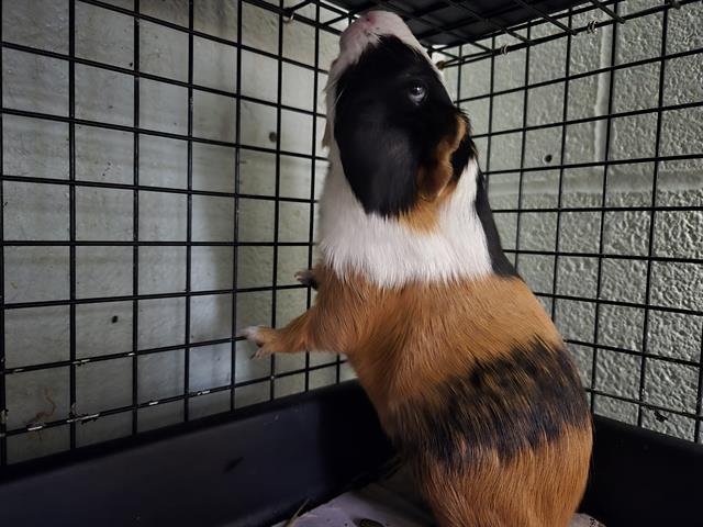 adoptable Guinea Pig in Westminster, MD named SERAFINA