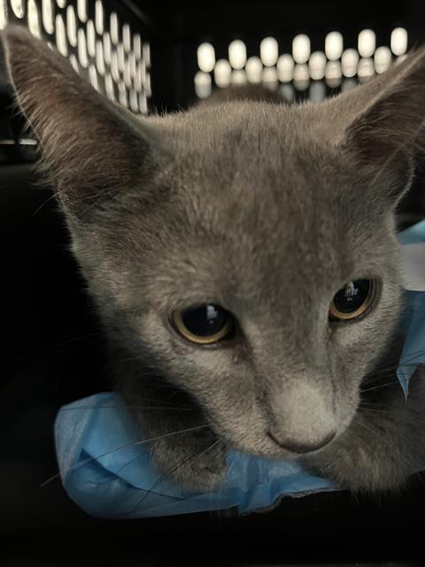 adoptable Cat in Westminster, MD named DOUGAL