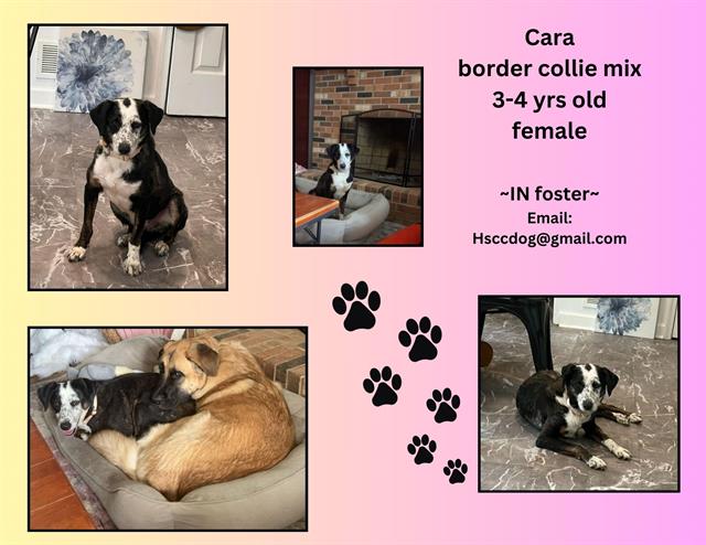 adoptable Dog in Westminster, MD named CARA