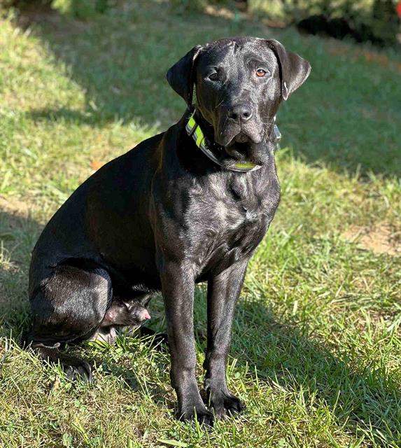 adoptable Dog in Westminster, MD named LOKI