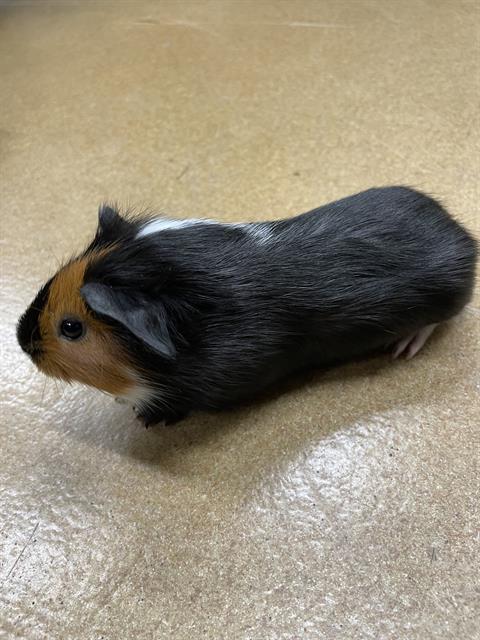 adoptable Guinea Pig in Westminster, MD named MICKEY