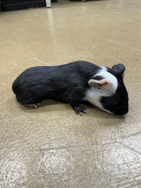 adoptable Guinea Pig in Westminster, MD named VINCE