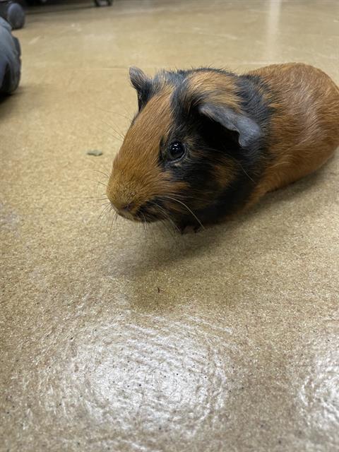 adoptable Guinea Pig in Westminster, MD named YEAGER