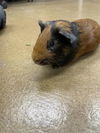 adoptable Guinea Pig in  named YEAGER