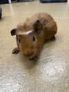 adoptable Guinea Pig in  named KANDY KANE