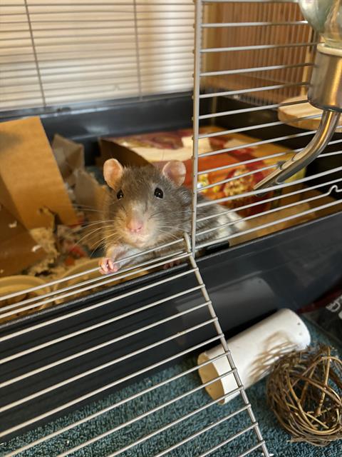 adoptable Rat in Westminster, MD named POOH BEAR