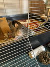 adoptable Rat in  named POOH BEAR