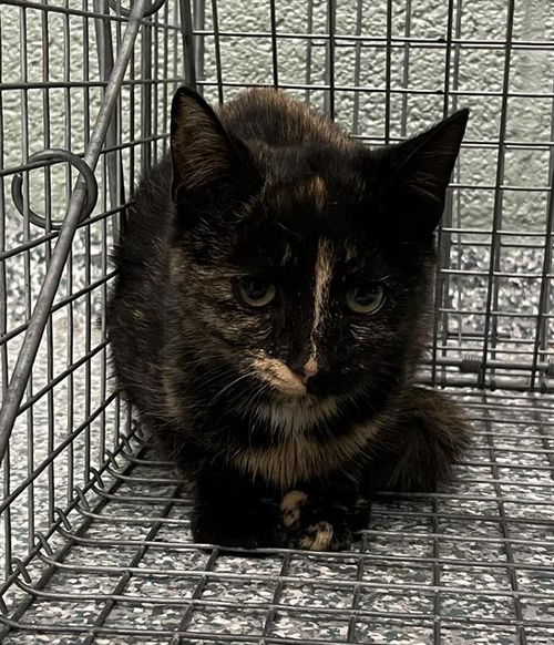 picture of the cat needing adoption