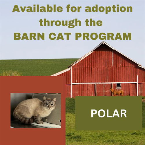 picture of the cat needing adoption