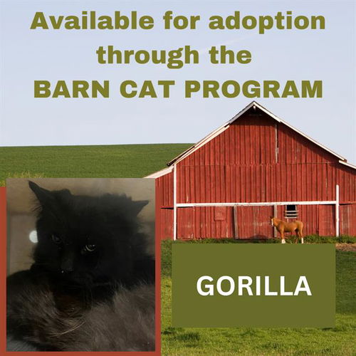 picture of the cat needing adoption