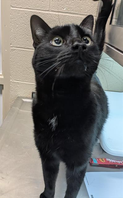 picture of the cat needing adoption