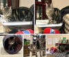 adoptable Cat in westminster, MD named LIZZIE