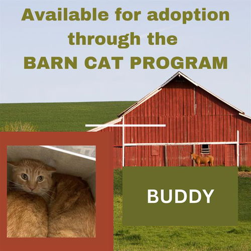 picture of the cat needing adoption