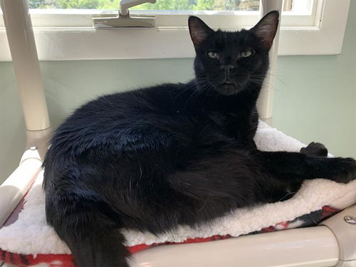 picture of the cat needing adoption