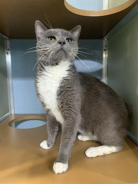 picture of the cat needing adoption