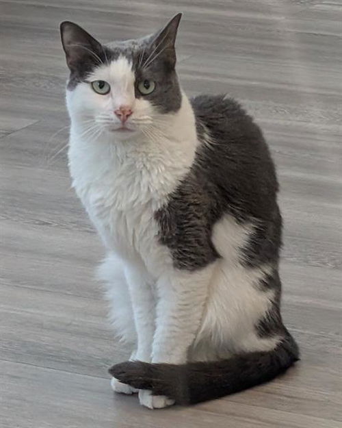 picture of the cat needing adoption