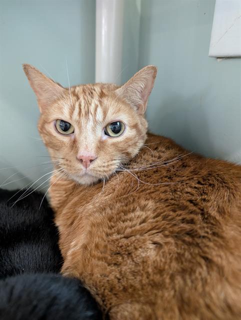 picture of the cat needing adoption