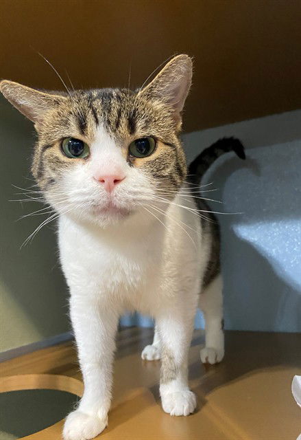 picture of the cat needing adoption