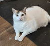 adoptable Cat in westminster, MD named KIKI