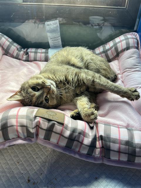 adoptable Cat in Westminster, MD named JESSICA RABBIT