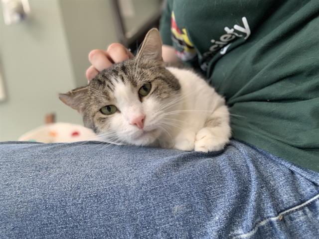 adoptable Cat in Westminster, MD named LUCKY