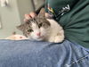 adoptable Cat in westminster, MD named LUCKY