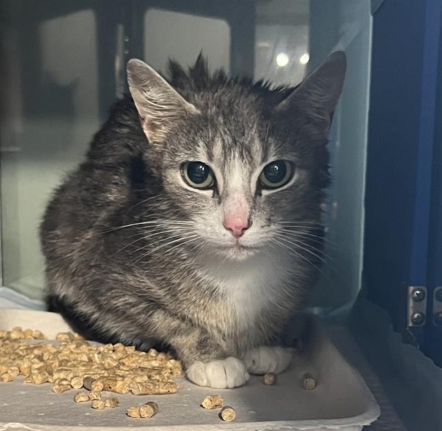 adoptable Cat in Westminster, MD named FALLON