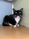 adoptable Cat in westminster, MD named YATES