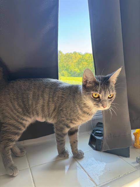 adoptable Cat in Westminster, MD named KABOODLE