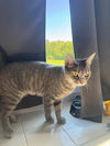 adoptable Cat in westminster, MD named KABOODLE