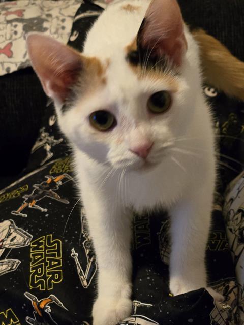adoptable Cat in Westminster, MD named SELENA