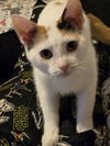 adoptable Cat in westminster, MD named SELENA