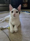adoptable Cat in westminster, MD named HALLEY